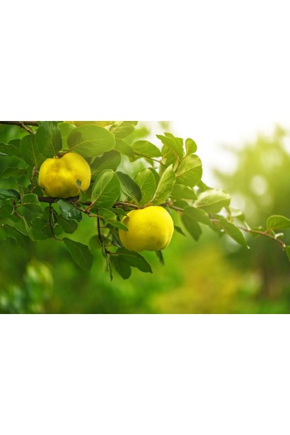 Айва яблуковидна Анжерська